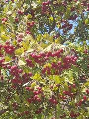 Crataegus monogyna