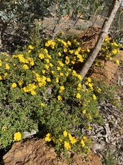 Hibbertia hypericoides
