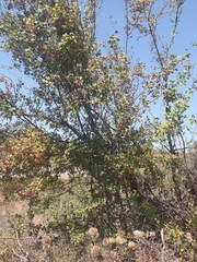 Crataegus monogyna