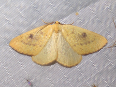 Hesperumia fumosaria