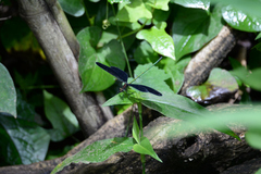 Atrocalopteryx atrata