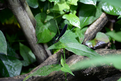 Atrocalopteryx atrata