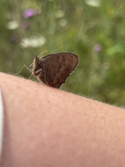 Hyponephele lycaon