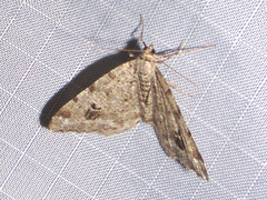 Macaria signaria
