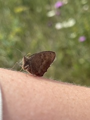Hyponephele lycaon