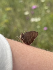 Hyponephele lycaon
