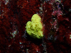 Leucetta chagosensis