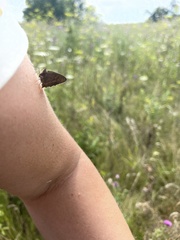Hyponephele lycaon