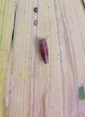 Idiodonus cruentatus