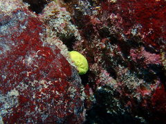 Leucetta chagosensis