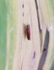 Idiodonus cruentatus