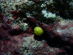 Leucetta chagosensis