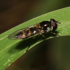 Melangyna viridiceps