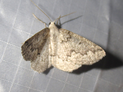 Sabulodes packardata