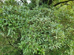 Quintinia serrata