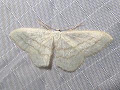 Scopula junctaria