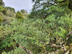 Prumnopitys ferruginea