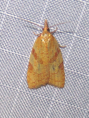 Sparganothis senecionana