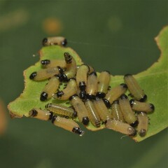 Paropsisterna cloelia