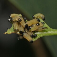 Paropsisterna cloelia