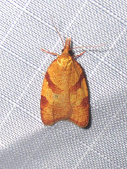 Sparganothis senecionana