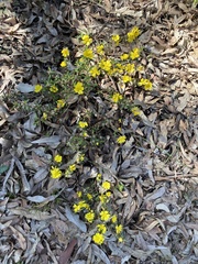 Hibbertia hypericoides