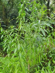 Melicytus lanceolatus