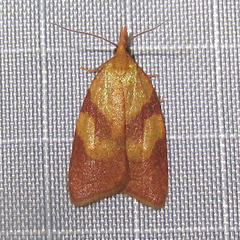 Sparganothis senecionana