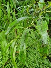 Melicytus lanceolatus