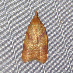 Sparganothis senecionana