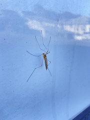 Nephrotoma australasiae
