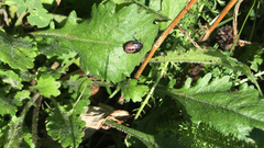 Piezodorus lituratus