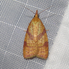 Sparganothis senecionana