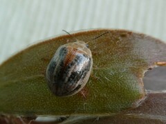 Paropsisterna semifumata