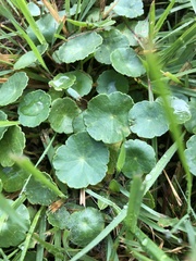 Hydrocotyle vulgaris