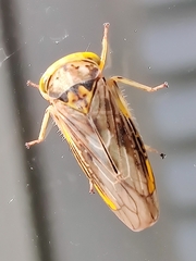 Idiocerus stigmaticalis