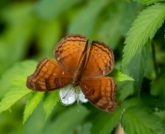 Junonia hedonia