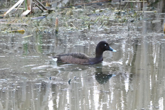 Aythya australis