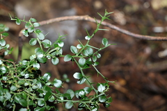 Citrus australasica