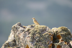 Anthus campestris