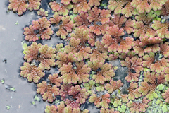 Azolla rubra