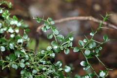 Citrus australasica