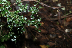 Citrus australasica