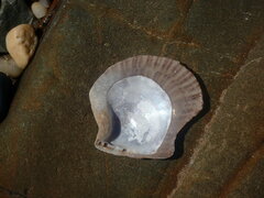Isognomon perna