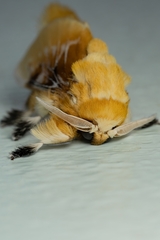 Megalopyge megalopygae