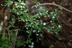 Citrus australasica