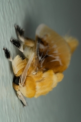 Megalopyge megalopygae