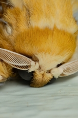 Megalopyge megalopygae