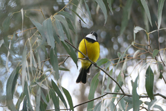 Pachycephala pectoralis