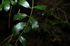 Leichhardtia flavescens